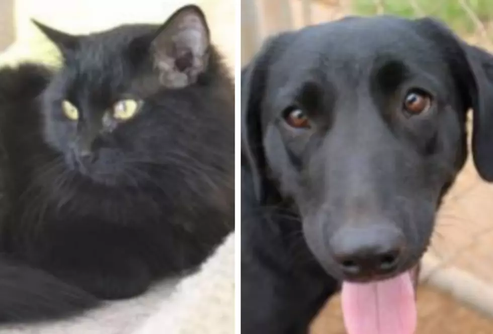 Stark and Mona Leasha – Humane Society Pets of the Week!