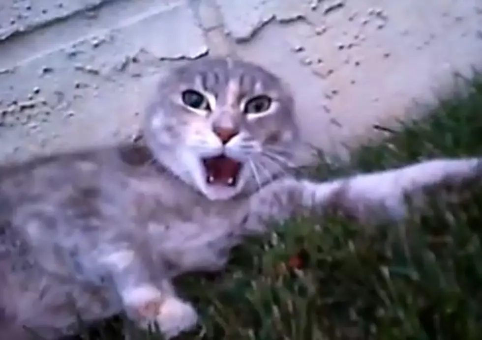 Here’s the First-Person Cat Fight You’ve Been Waiting For [VIDEO]