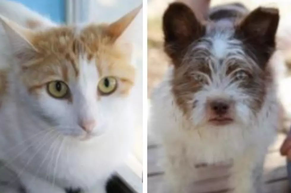 Demi and Higbee – Humane Society Pets of the Week!