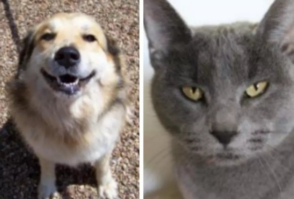 Ginger and Kelly Kelly – Humane Society Pets of the Week!