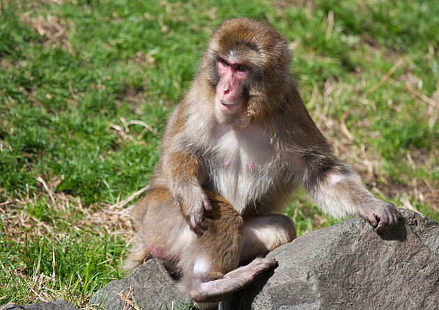 Bowie Woman Attacked by Monkey