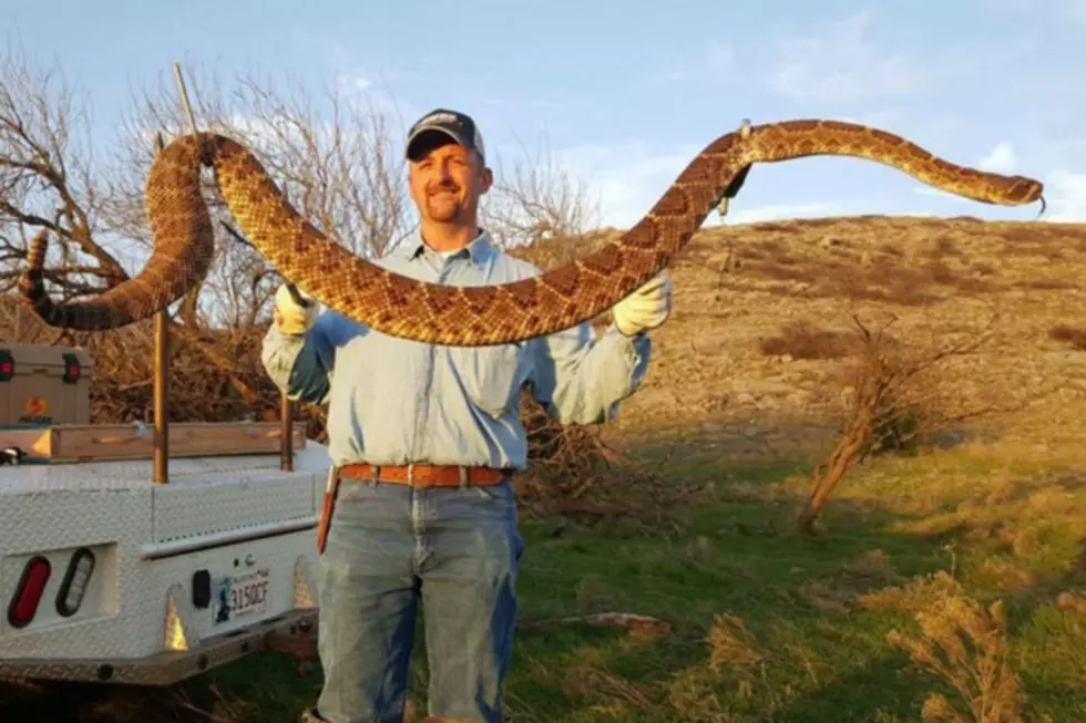 Check Out the Size of These Rattlesnakes Caught North of Lawton, Oklahoma [PHOTOS]