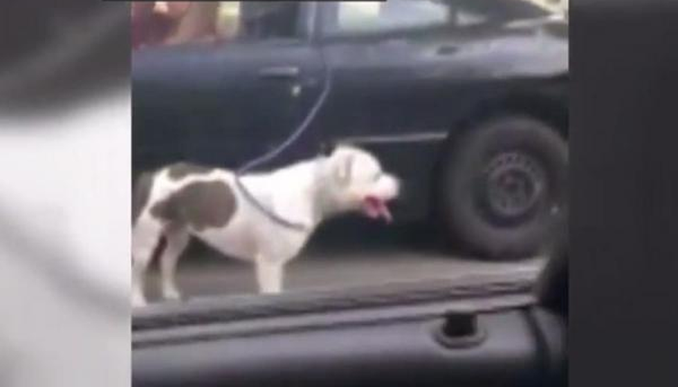 Video of Woman Walking Dog While Driving Causes Uproar