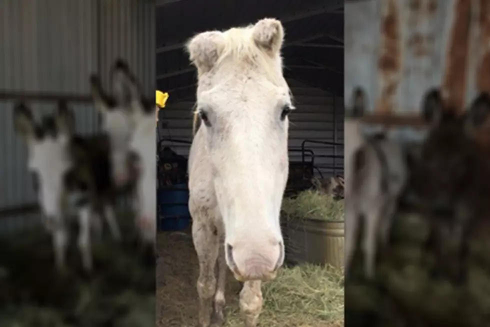 North Texas Horse Avoids Slaughter by Pretending to Be a Donkey [VIDEO]
