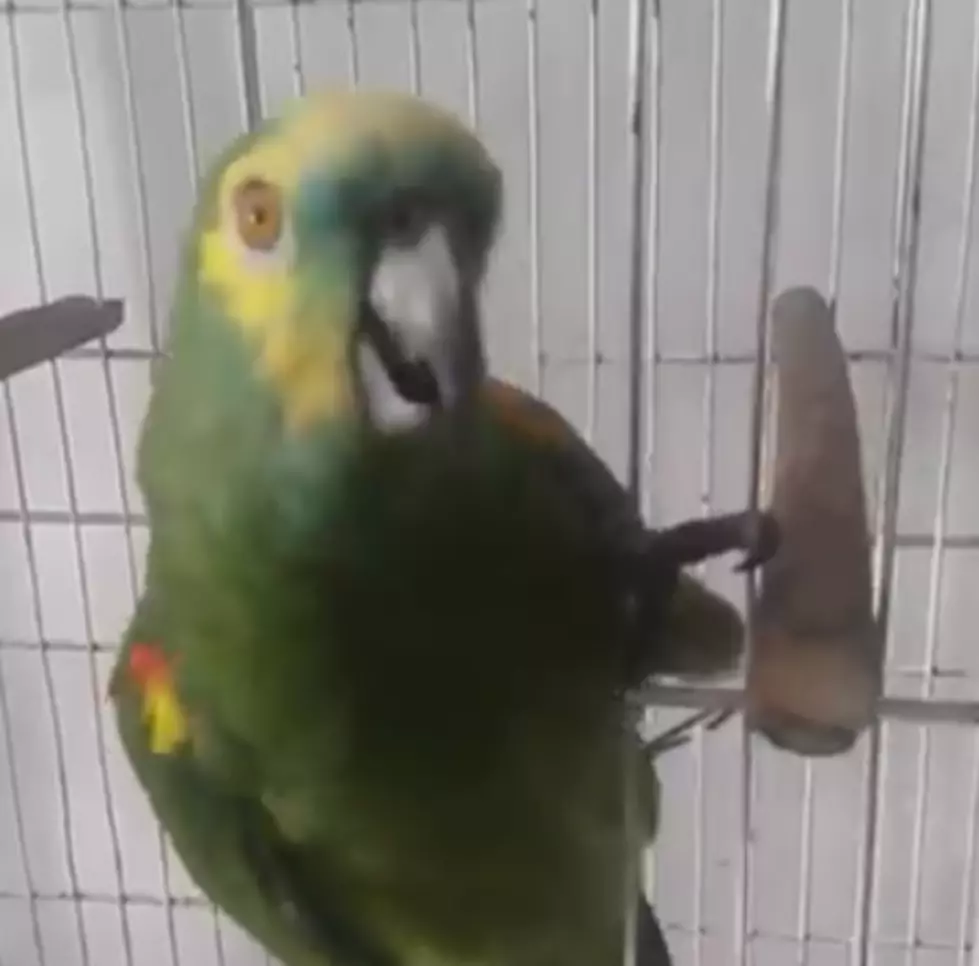 Internet Is Squawking Over Viral Video of Parrot’s Rihanna Impression: Watch