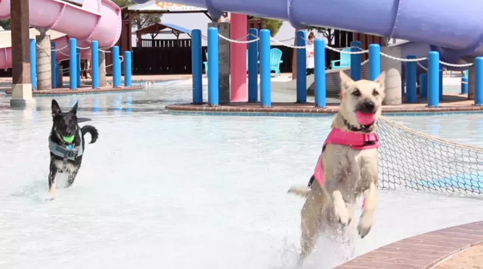 Watch Dogs Swim, Splash and Play at Castaway Cove Water Park