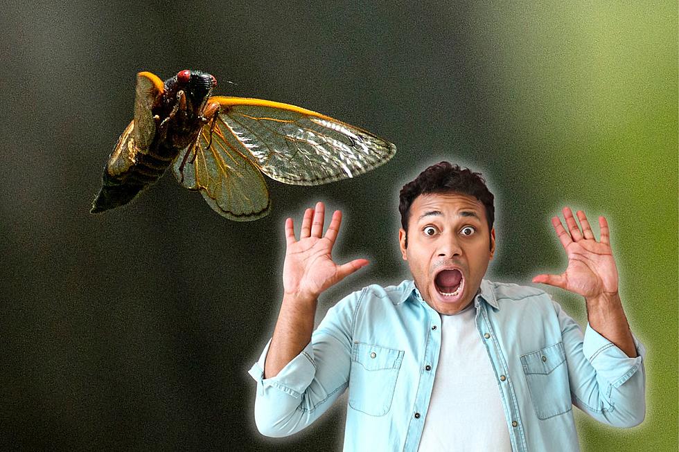 Cicada Apocalypse Is Coming to Texas in 2024