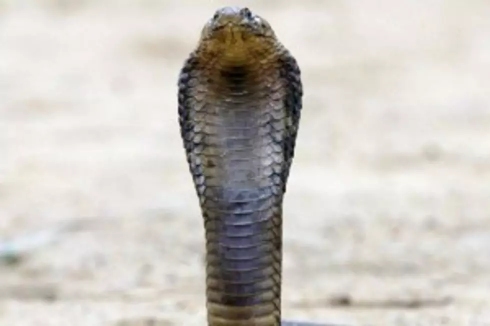 Escaped Bronx Zoo Cobra Captured