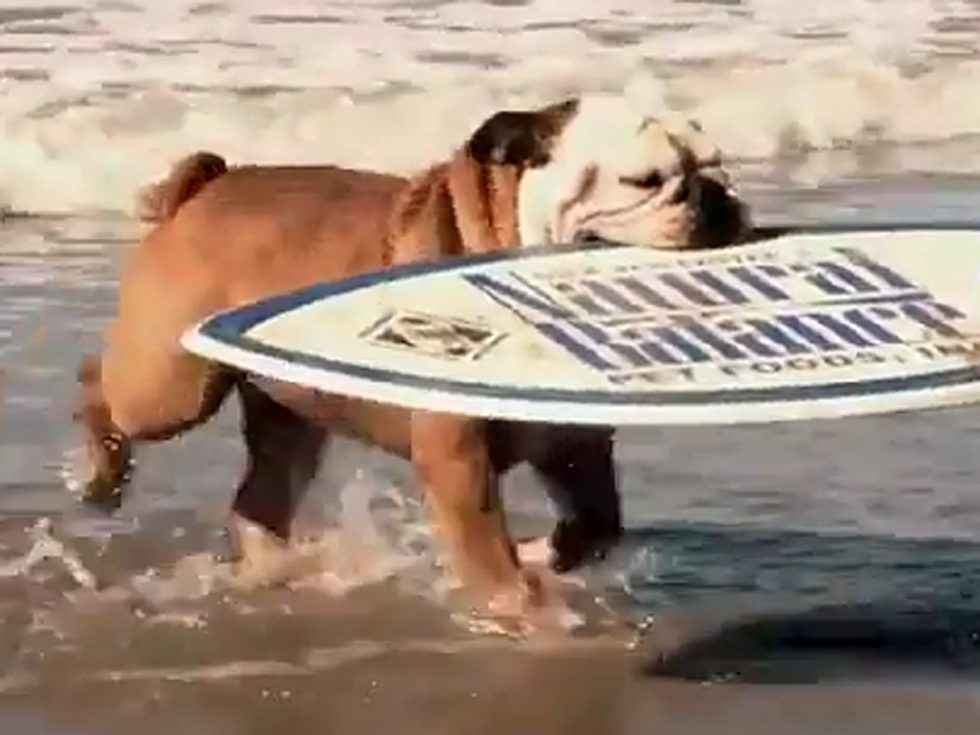 Meet Tillman, the Bulldog Who Skateboards, Surfs and Snowboards [VIDEO]