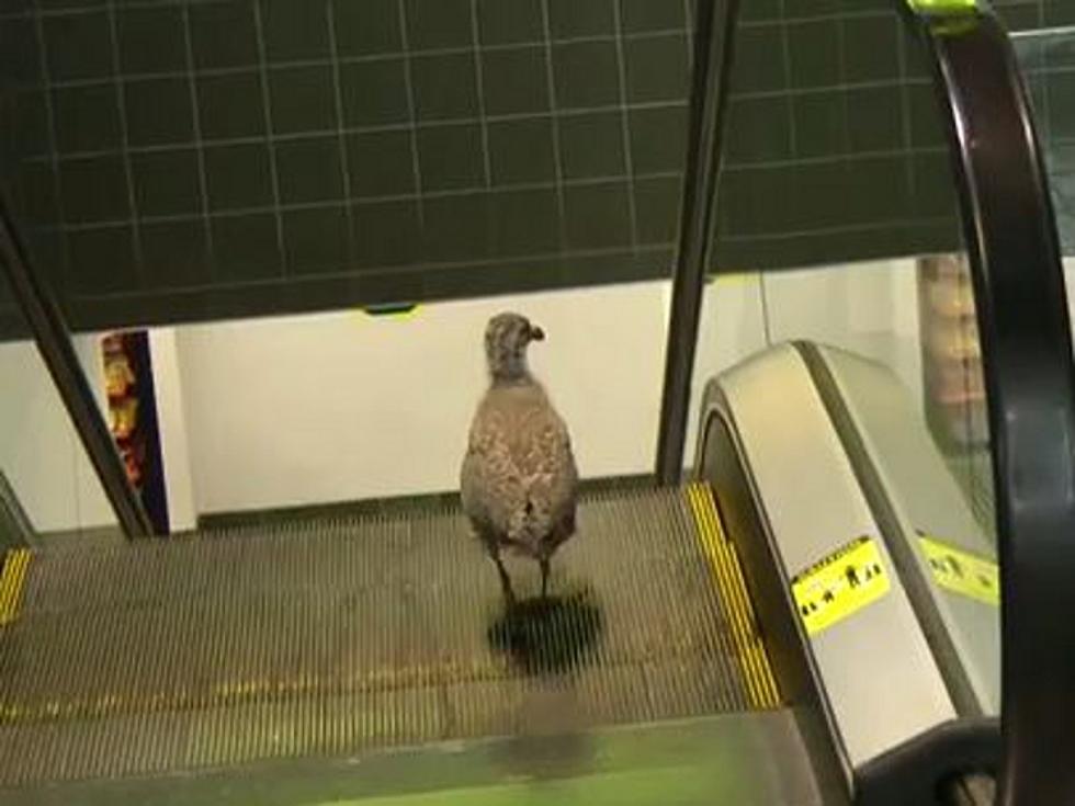 Bird Tries to Walk Down the Up Escalator [VIDEO]