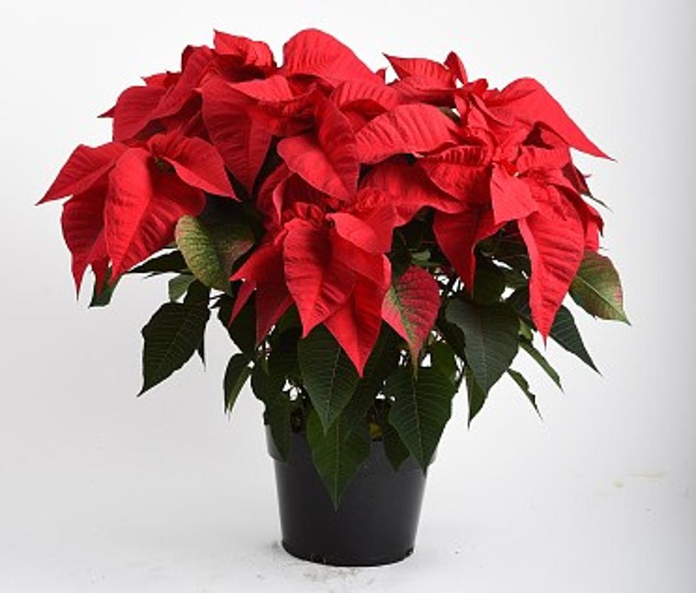 Come Pick Up a Free Poinsettia