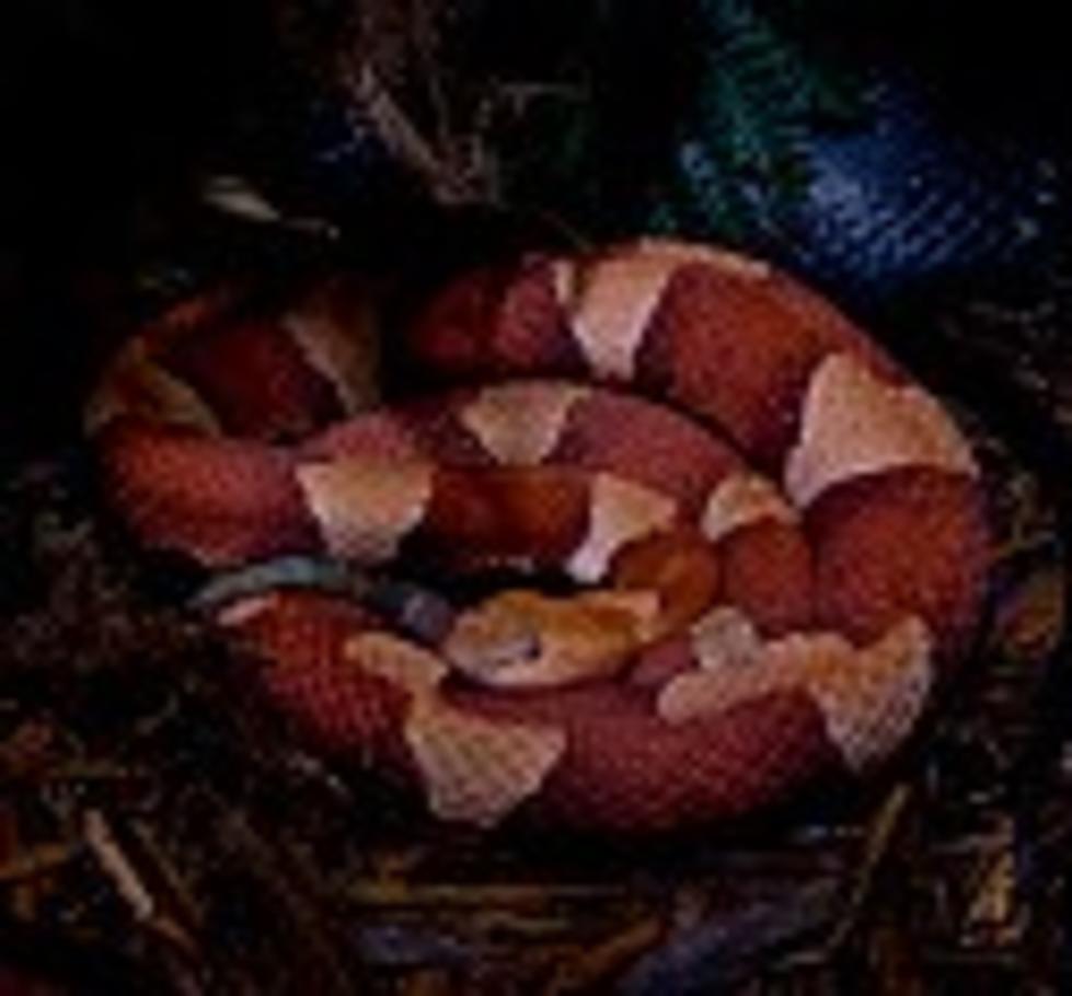 Venemous Snakes in South Texas