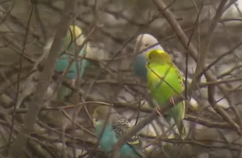 Dozens of Pet Parakeets Dumped at West Houston Park