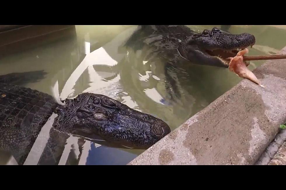 Only In Texas: Alligators Guard First National Bank of Alvin
