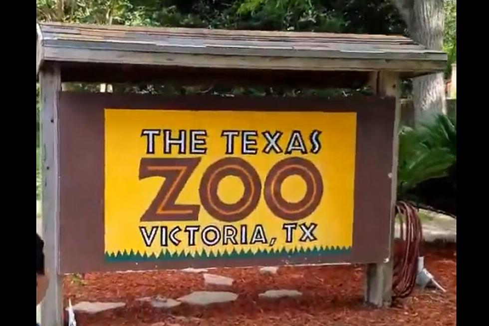Spring Camp at Victoria's Texas Zoo