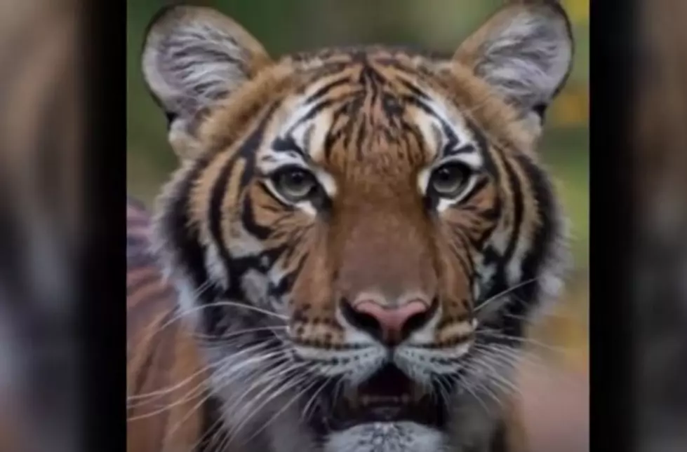 Bronx Zoo Tiger Tests Positive More Studies Needed For Pets