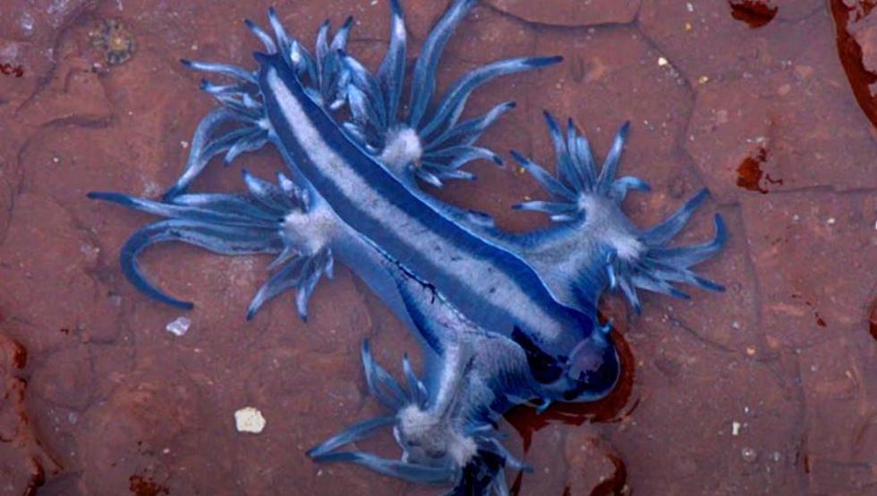 Blue Dragons Wash Ashore on Popular Texas Beach