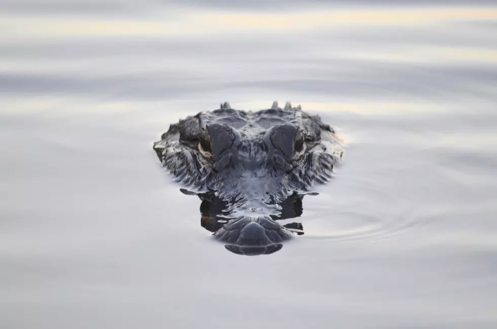 WATCH: Jaw Dropping Amount of Alligators Swimming In Indianola TX