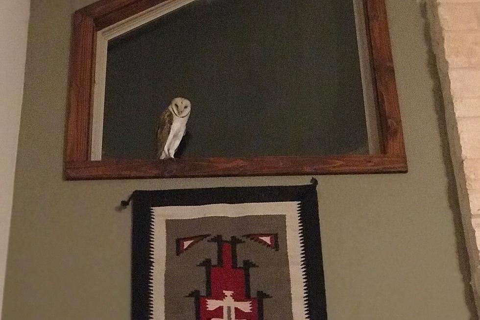 I’m Going to Be Late for Work, There Is a Barn Owl In My House