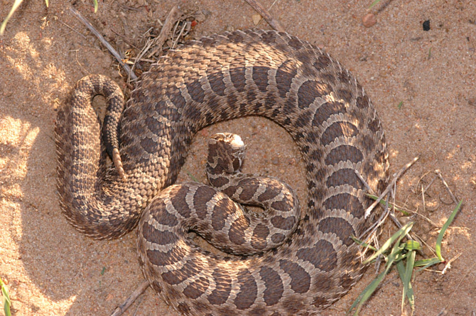 Rattlesnakes Love Texas Beaches Too