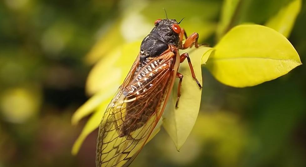 You Can Cook and Eat Cicadas Yep... Cicadas