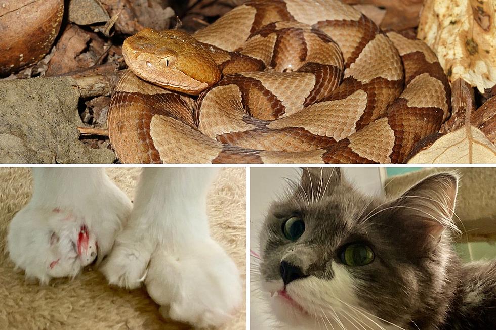 My Cat Was Bitten By A Snake Here Is What I Learned
