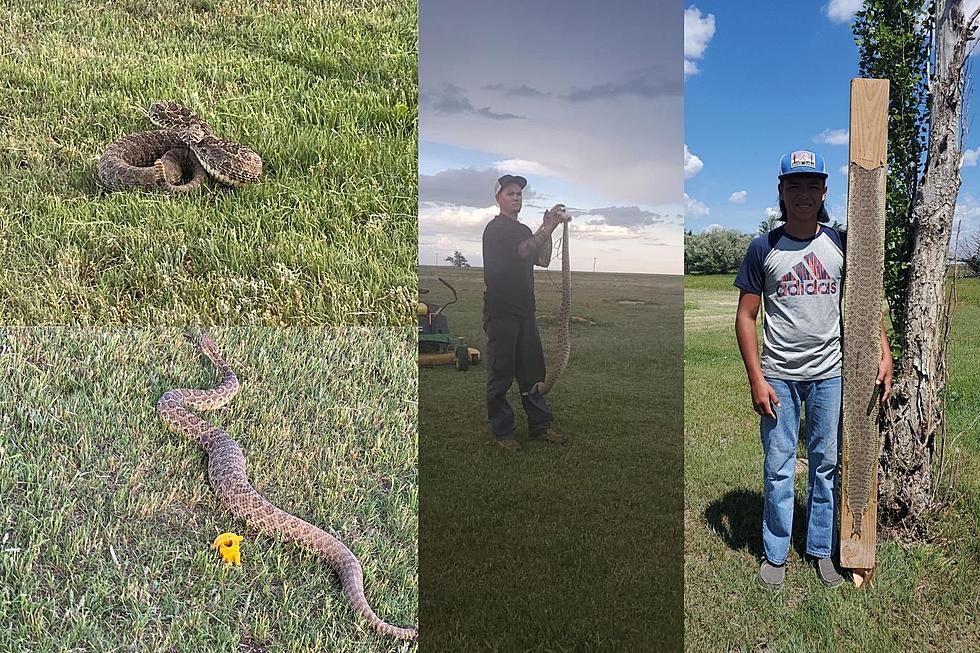 Full Grown Prairie Dog Found Inside of Rattlesnake in North Texas