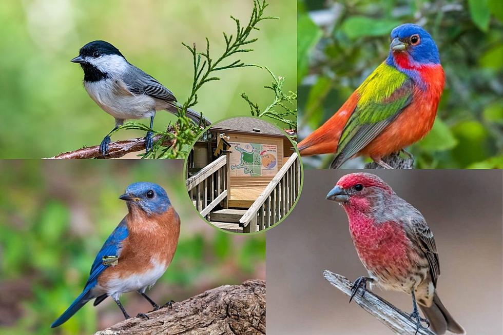 Bird Is the Word in Victoria as Birding Observation Deck Opens