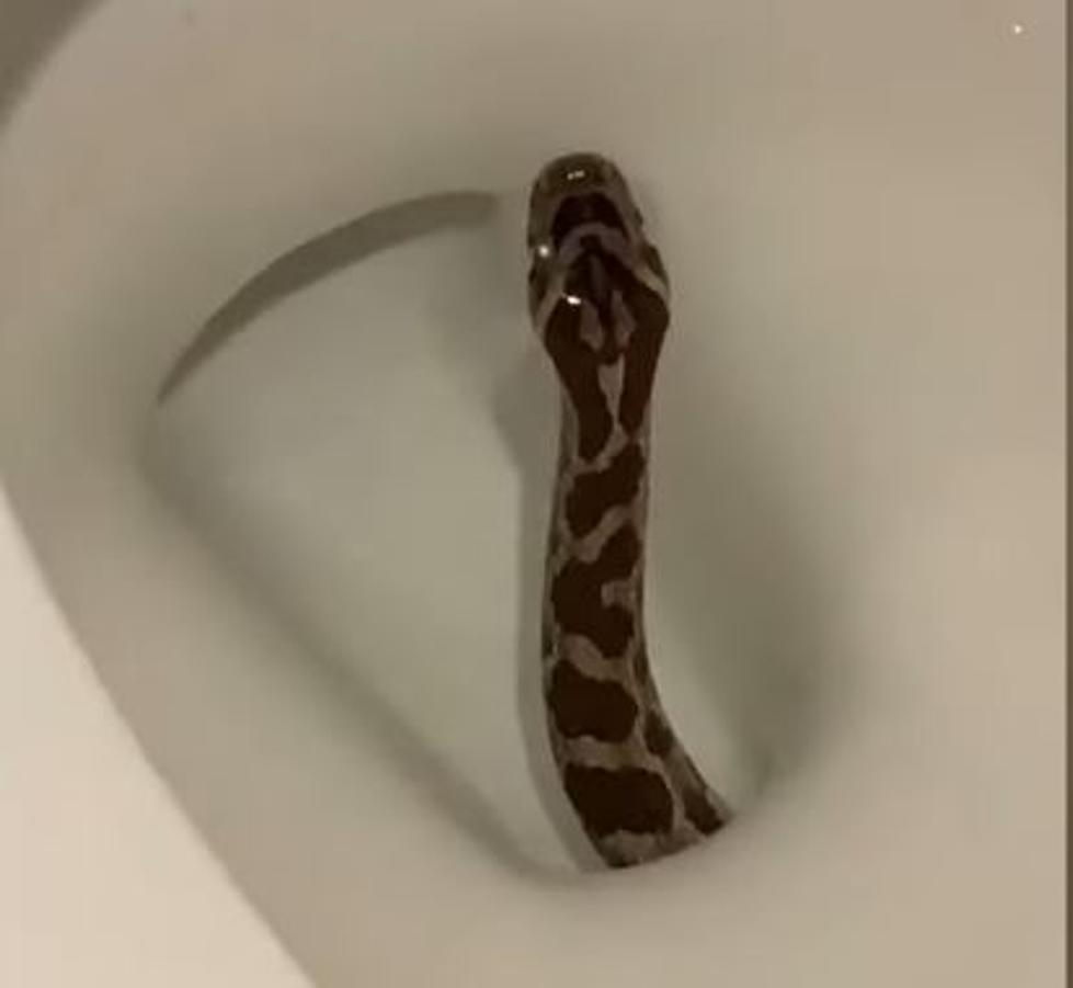 Snake Slithers Out of Toilet in North Texas