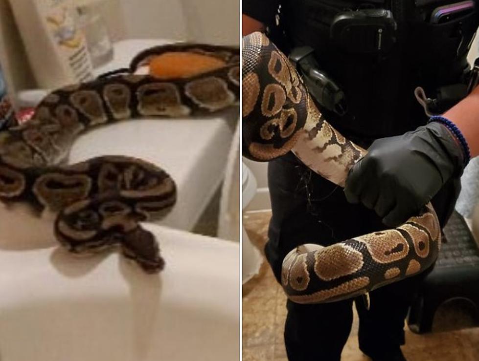 Python in Potty &#8211; What Is Going On With Snakes In Texas Toilets