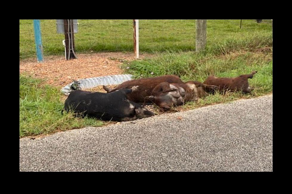 Crossroads Hog Dumping Mystery; Dangerous and Disgusting