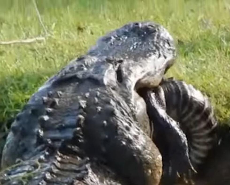 VIDEO: Colossal Alligator Devours Six Foot Alligator as a Snack