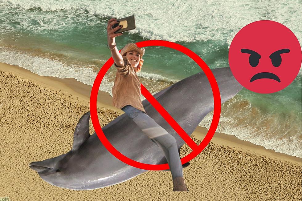  Texas Beach Goers Kill The Dolphin They Were Trying to Save
