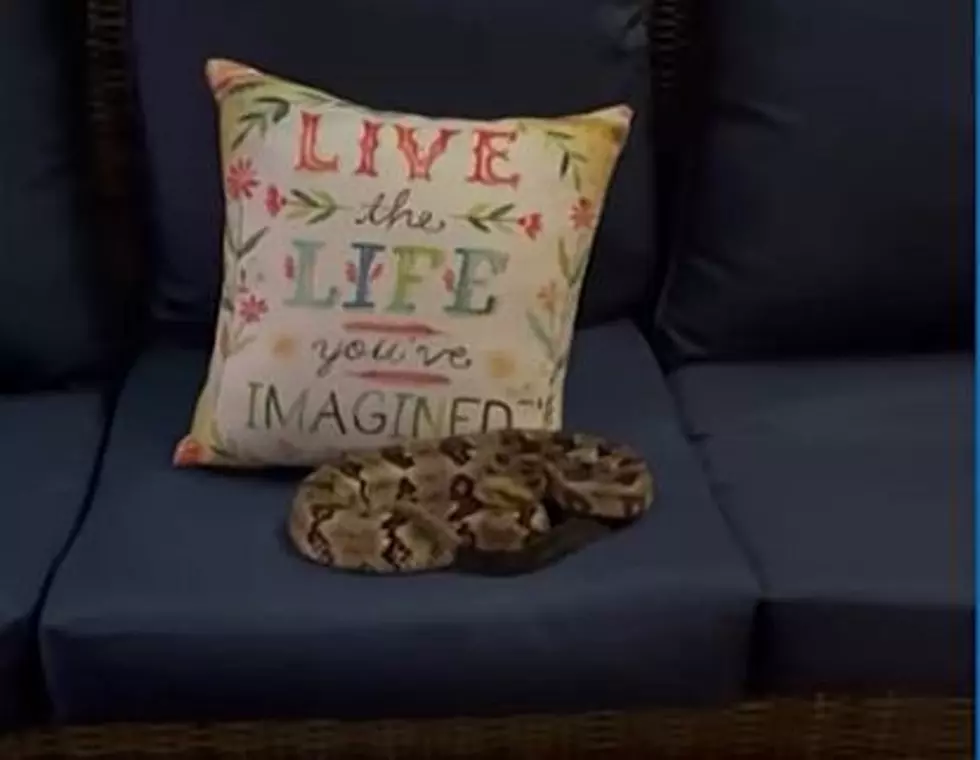 VIDEO: Rattlesnake Makes Appearance on Couch Right After Family Gets Up