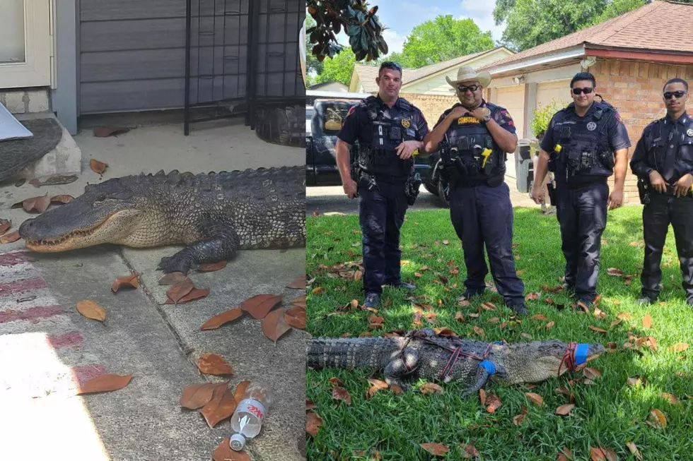 8-Foot Alligator Surprises Texas Couple Returning Home From Vacat