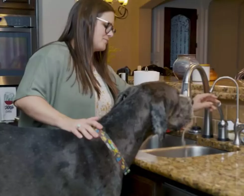 Worlds Largest Living Dog is a Great Dane Lives Here in Texas