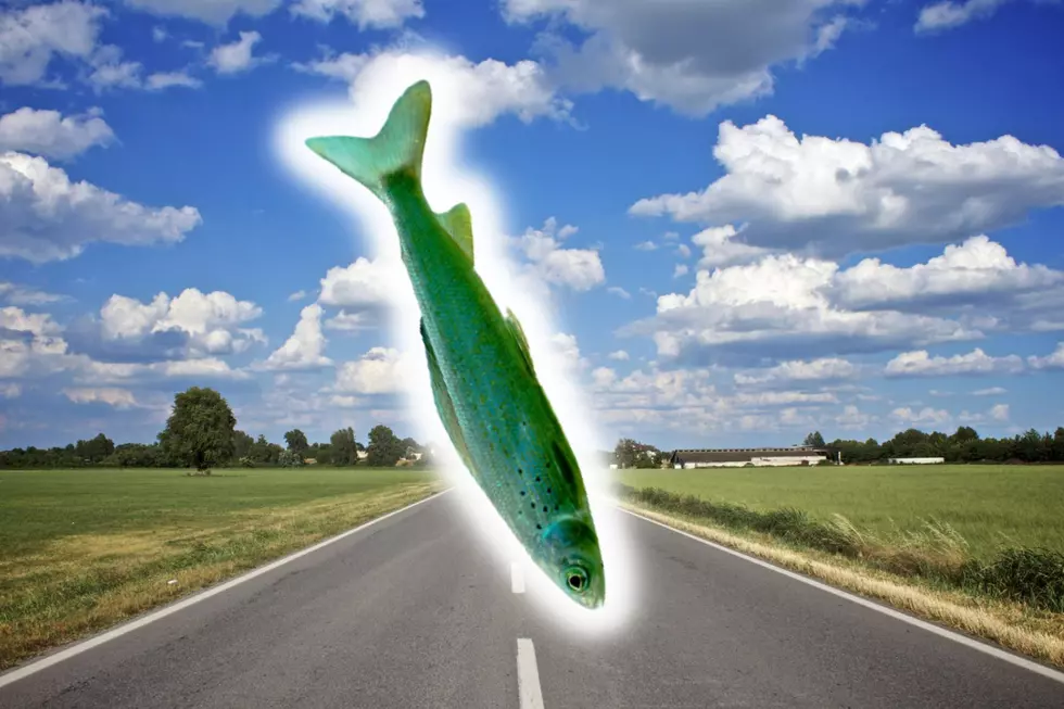 Now We Know Why Fish Were Falling From the Texas Sky, Maybe