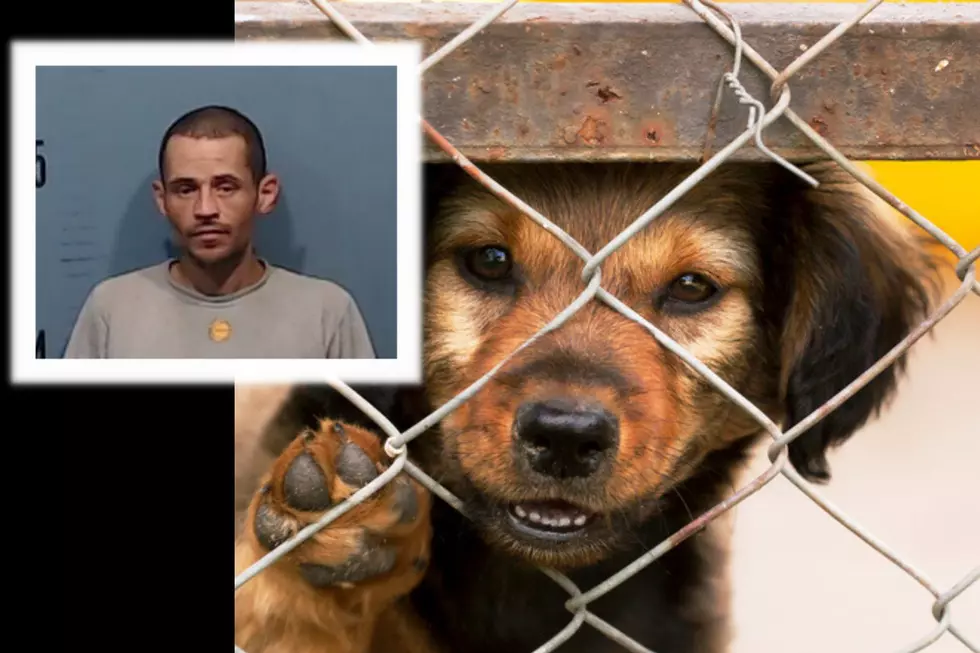 Texas Man Frees Shelter Dogs Causing Loss, Injury and Death