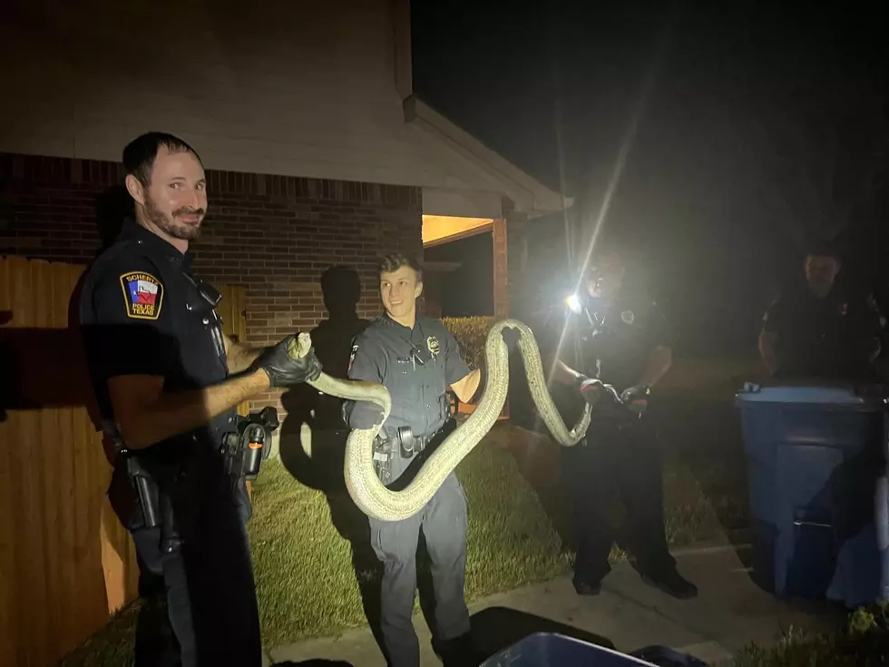 Escaped10 Foot Python Captured in San Antonio Driveway