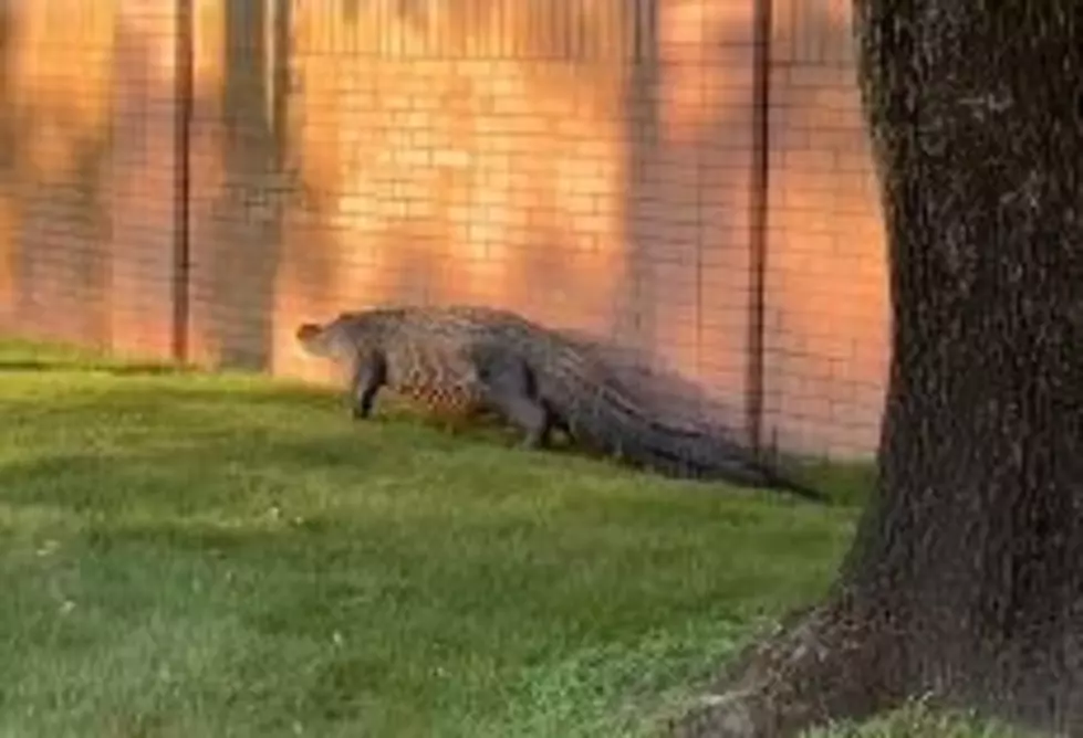 [VIDEO] Massive Alligator Spotting Roaming Around Katy Neighborhood