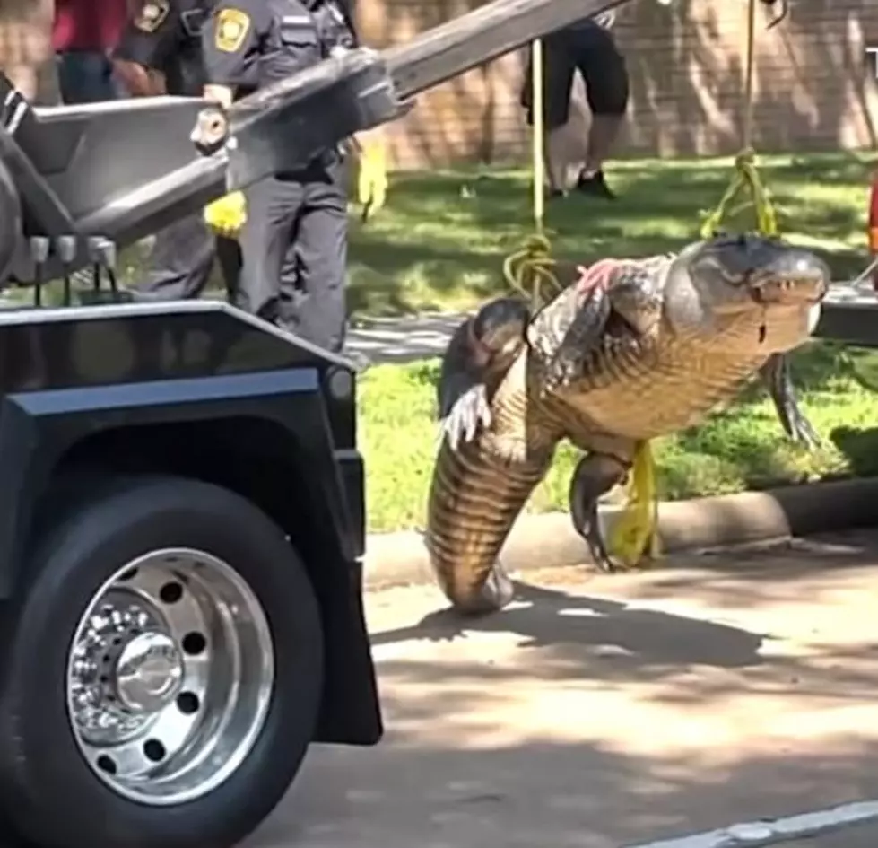 [VIDEO] Roaming Katy Alligator Had To Be Removed Using a Tow Truck
