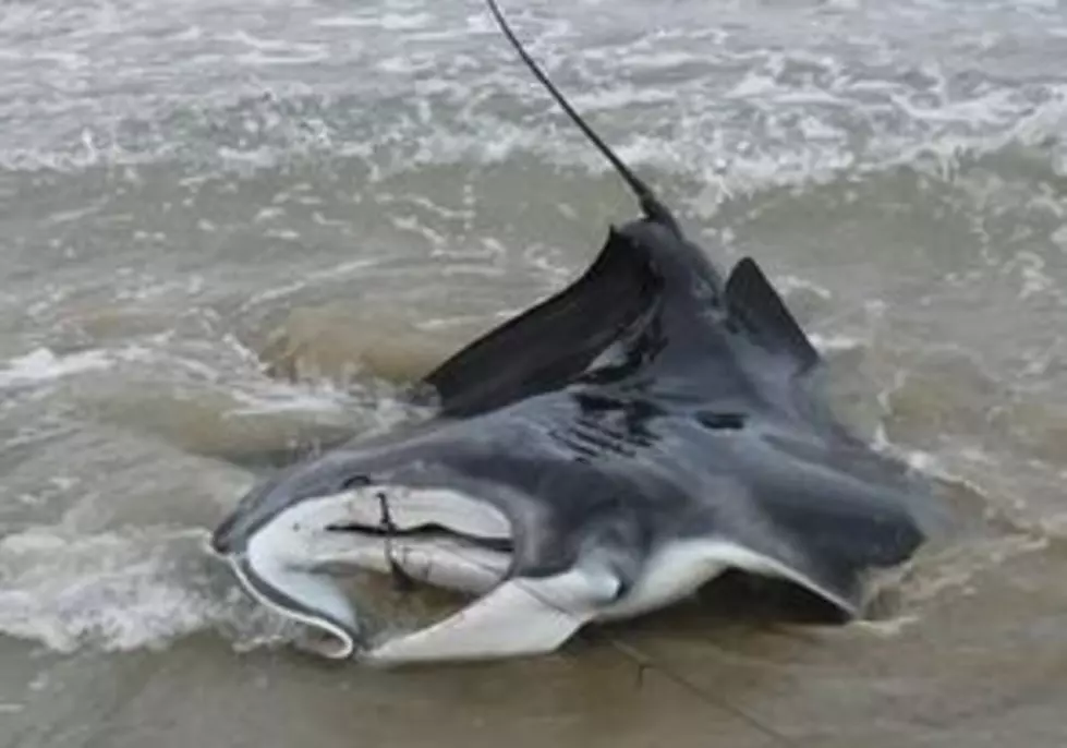 VIDEO: Father and Son Reel in 600 Pound Manta Ray in Padre Island