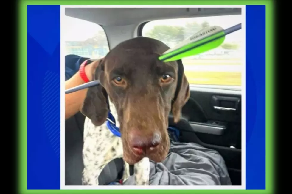 Horrific Pictures Show Insane Damage to TX Dog From Arrow