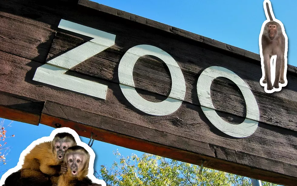 TX Man Arrested For Stealing Zoo Animals Says &#8220;He&#8217;ll Do It Again&#8221;