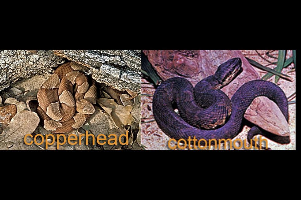 Snakes on the Move: Types of Venomous Snakes in Texas