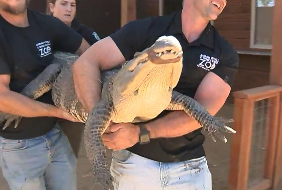 TX Woman Caught With Massive 7-Foot Pet Alligator - Egg Stolen Fr