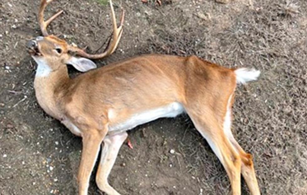 Worst Case Scenario As Zombie Deer Disease Makes It Way To Texas