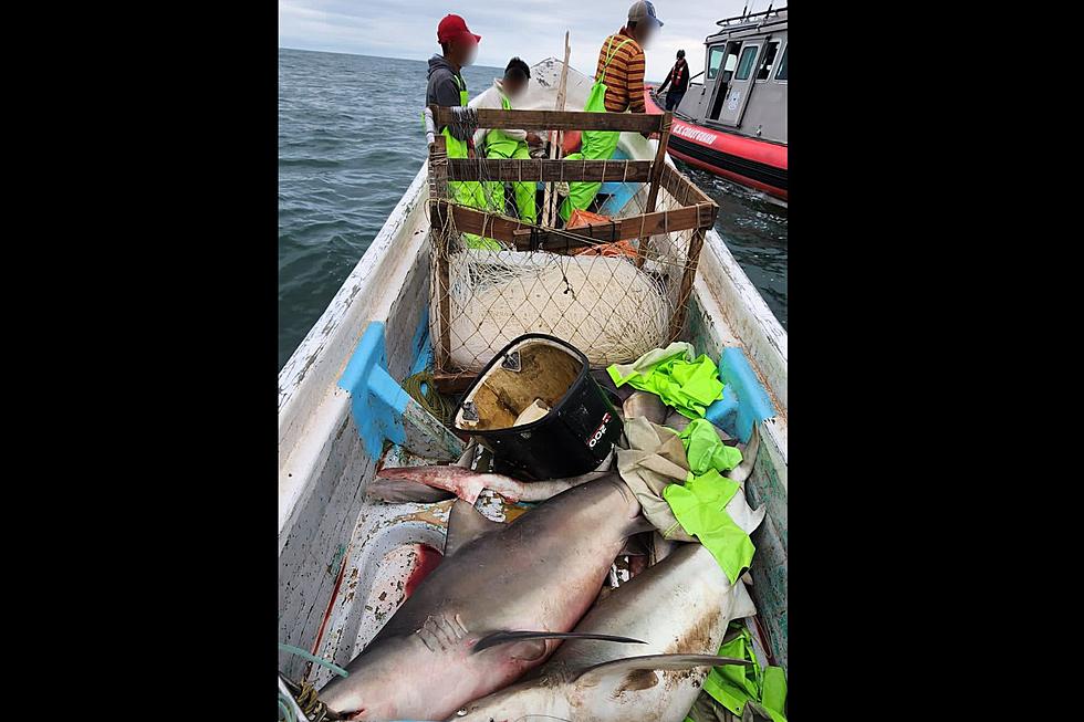 Coast Guard intercept 1000 Pounds of Illegal Sharks Off CC Coast 