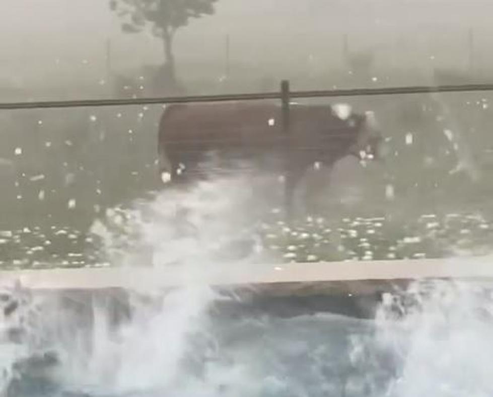 VIDEO: Cow Runs For Cover During Massive Texas Hail Storm