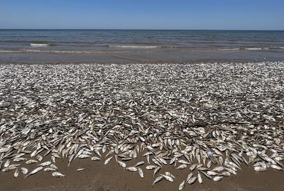 Why Thousands of Dead Fish Washed Up On Texas Shores Explained